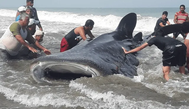 Gobierno elogia a pescadores y turistas que se unieron para salvar a tiburón ballena [VIDEO]