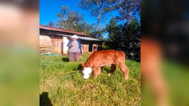 Ternera Zarquita en San Pablo Cajamarca