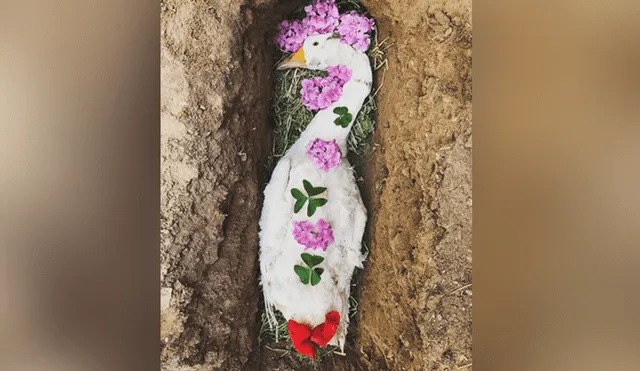 A través de Facebook se hizo viral la historia de un joven, quien le hizo un funeral a su ganso.