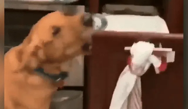 Sorprendente video viral en que perro entrega la cerveza a su dueño.