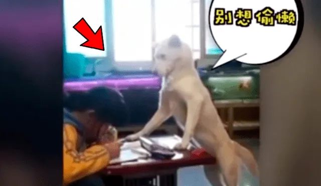 YouTube viral: perro cuidar a hija de su dueño para que no se distraiga y usuarios quedan sorprendidos [VIDEO] 