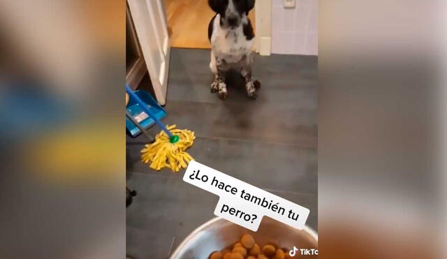 Desliza las imágenes para la curiosa conducta que tuvo este perrito al ver su enorme plato de comida. Foto: captura de TikTok/dracodracarys