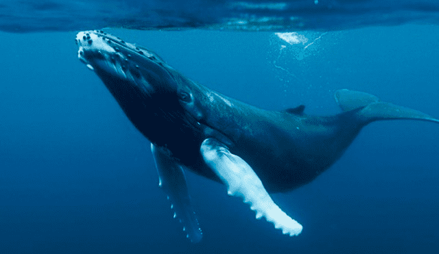 Majestuosa ballena de cuatro patas es descubierta en la costa de Perú [FOTOS]
