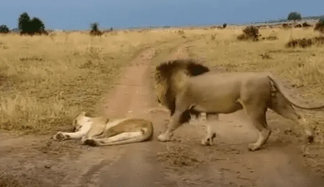 Facebook viral: turistas viajar al África y logran captar feroz batalla de leones que asombra a miles [VIDEO]