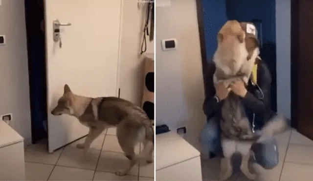 A través de YouTube se hizo viral el tierno reencuentro entre un perro y su dueño.