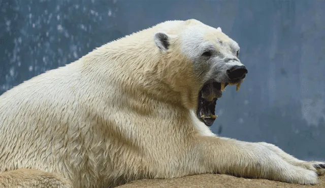 Canadá: hombre enfrentó a muerte a un oso polar para proteger a sus 3 niños