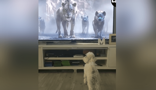 En Facebook se ha vuelto viral el momento en que un perro se asusta tras ver una escena de El Rey León.
