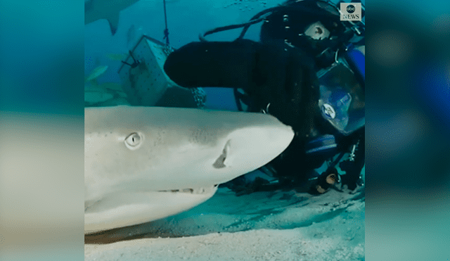 Desliza las fotografías para ver la reacción que tuvo el tiburón al sentir las caricias del osado buzo que lo visitó. Foto: Captura/James Abernethy