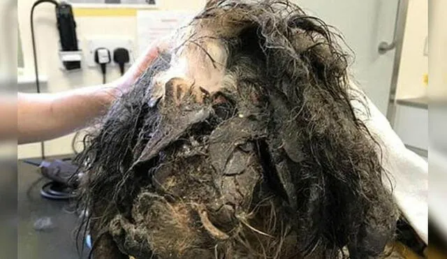 Facebook: anestesiaron a un perro sucio para poder pelarlo y ahora luce así [FOTOS]