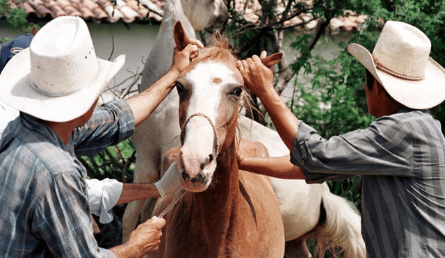 Venezuela: Capturan a sujetos que mataron dos caballos y venderían su carne como de res
