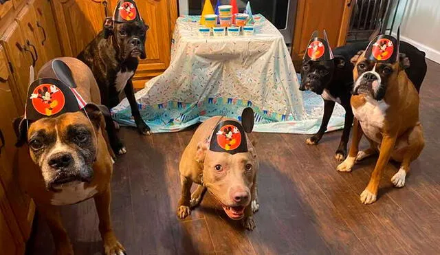 Desliza las imágenes para apreciar el curioso comportamiento de unos perros en la celebración de su ‘amigo’. Fotos: Lending Paws Pet Care/ Referencial