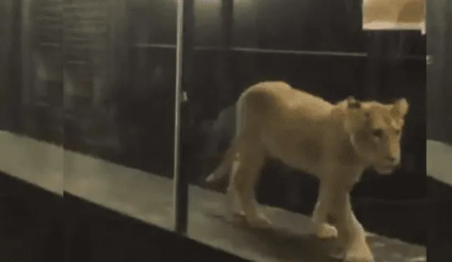 YouTube: restaurante indigna por tener encerrado a una leona en un estrecho pasillo de cristal  