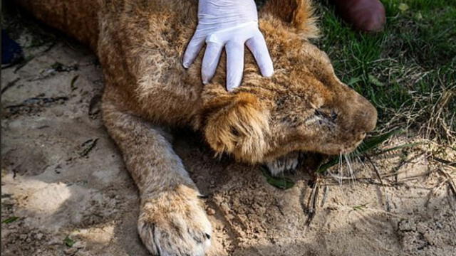 Cortan las garras a una leona para que los visitantes de zoológico puedan jugar con ella