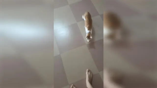 YouTube: Gato intenta jugar con su dueño, pero sorprende la forma en que lo hace [VIDEO]