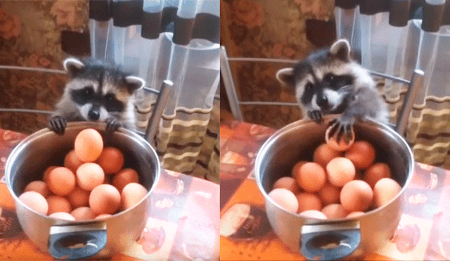 YouTube viral: mapache hambrienta intenta "robar" huevos, pero recibe lección de la naturaleza [VIDEO]