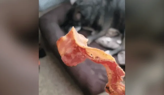 Desliza hacia la izquierda para ver la reacción del perro al oler un tocino. Video es viral en Facebook.