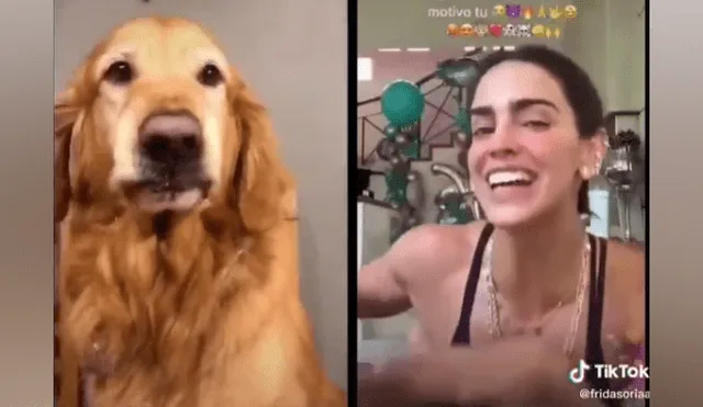 Desliza las imágenes para ver la graciosa escena que protagonizó un perro en TikTok.