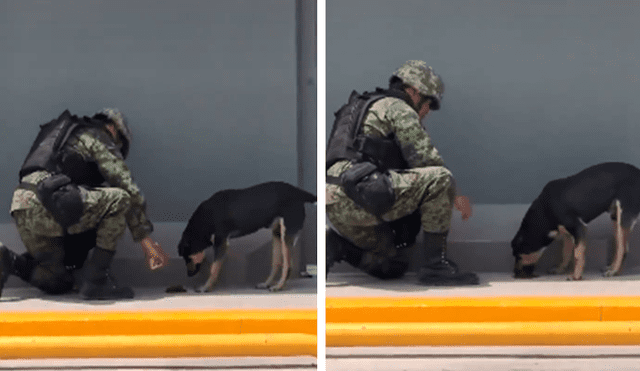 Desliza las imágenes para observar la admirable acción del agente policial para brindar ayuda a un perro callejero.