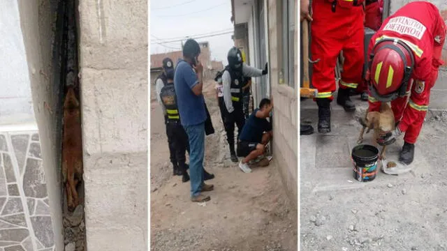 Asustado can fue rescatado luego de varias horas de trabajo. Foto: Seguridad Ciudadana de Tacna