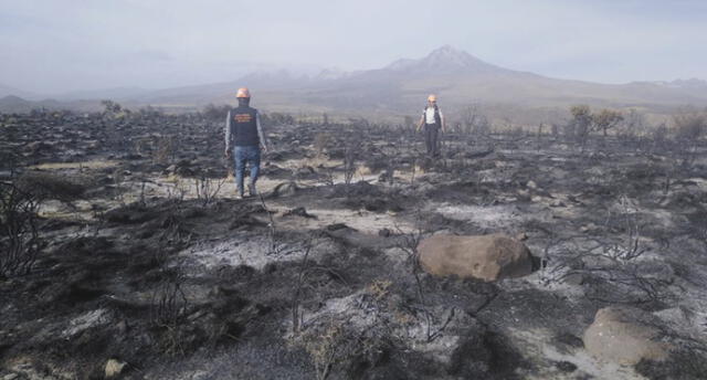 Incendio forestal arrasa con 5 hectáreas de pastizales en Polobaya.