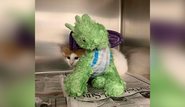 Desliza las imágenes para conocer la conmovedora historia de un gato bebé que visitó al veterinario con su peluche. Foto: Captura.