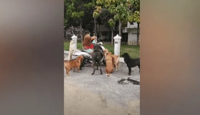 Video es viral en TikTok. Jauría de perros callejeros se acercó a la mujer que estaba en una motocicleta y ella compartió el pedazo de pollo que tenía con cada uno. Fotocaptura: YouTube