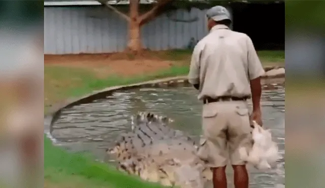 Facebook viral: hombre alimenta a cocodrilo con pollo vivo y causa repudio [VIDEO]