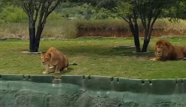 YouTube: leona saltó para atacar a visitantes, pero tuvo un final muy doloroso