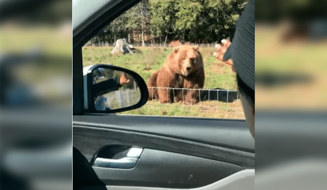 Esposos estaban visitando un parque de animales salvajes cuando se acercaron a saludar a un oso, sin presagiar la intempestiva respuesta de este