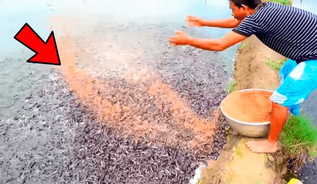 YouTube viral: arroja alimento a misterioso lago y miles de hambrientas criaturas surgen para devorarlo