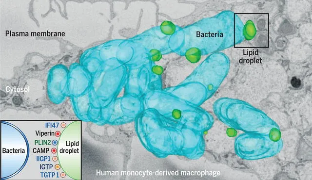 Las bacterias (azul) y los cuerpos lipídicos (verde) entran en contacto permitiendo que las proteínas antibióticas actúen sobre el patógeno. Crédito: Instituto de Biociencias Moleculares de la Universidad de Queensland.