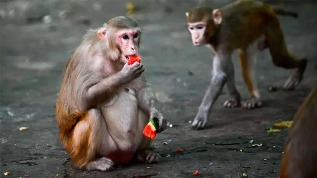 Estos estudios, "de los primeros en demostrar que los primates no humanos pueden desarrollar inmunidad protectora contra el SARS-CoV-2, son prometedores", consideró la revista científica Science Sam Panthaky. Foto: AFP.