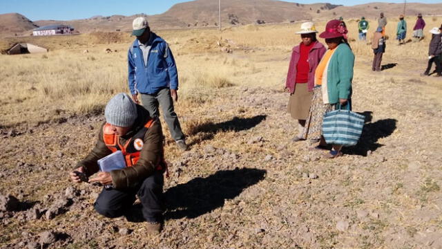 Puno: destacan siembra de 6 mil hectáreas de piso forrajero 