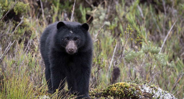 Puno: Pobladores de Carabaya alarmados por ataques de osos andinos [VIDEO]