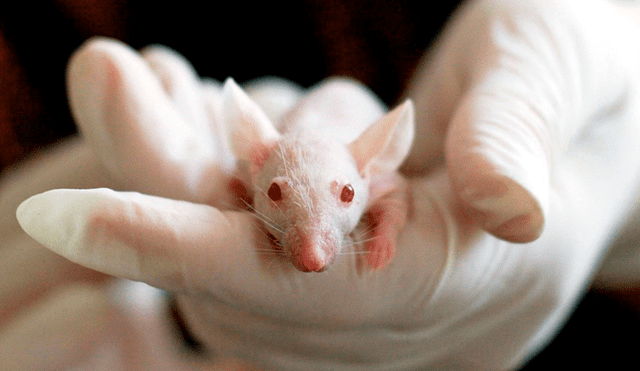 Los experimentos se realizan con animales para ver los resultados con el uso de células madre.