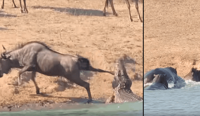 En YouTube, cocodrilo atacaba a ñu pero dos hipopótamos llegaron al rescate [VIDEO]