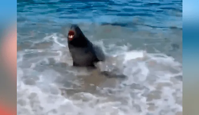 Extraña criatura sale del mar para atacar a bañistas y ellos hacen lo impensado para salvar su vida [VIDEO]
