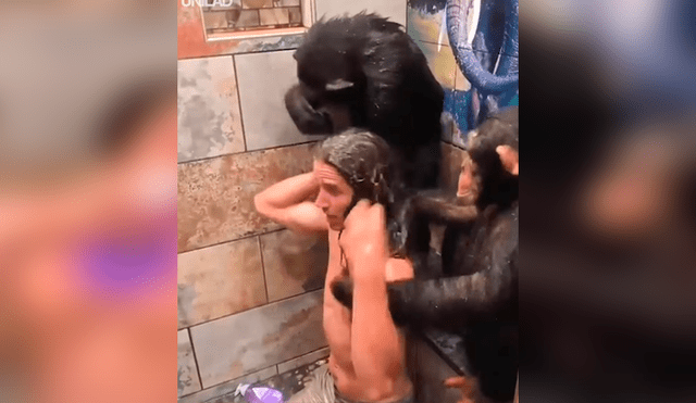 Facebook viral: monos bañan a hombre en la ducha y miles enternecen al verlos [VIDEO] 