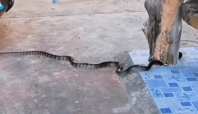 YouTube viral: Ratón se esconde en árbol para escapar de serpiente, pero reptil lo encuentra y devora [VIDEO]