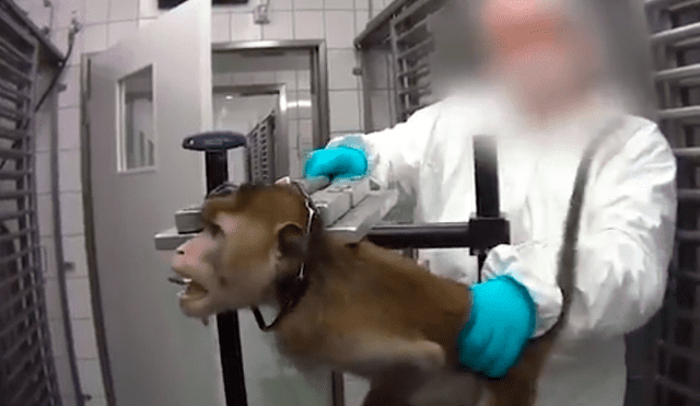 El laboratorio alemán donde se grabó a monos chillando, perros ensangrentados en jaulas y gatos con 13 extracciones de sangre al día fue cerrado por las innumerables denuncias en su contra. (Foto: Captura)