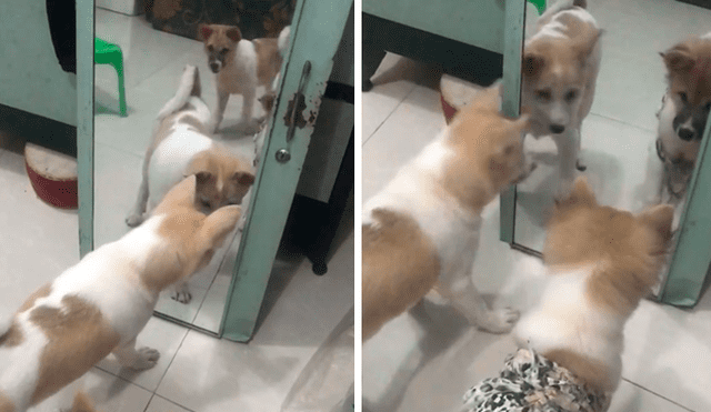 Facebook: Perros se miran en el espejo por primera vez y tienen extraña reacción