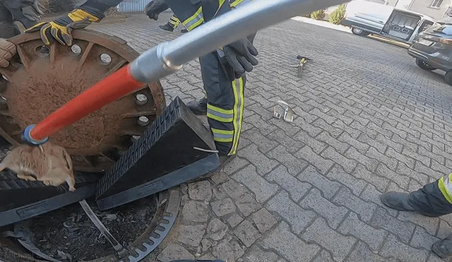 YouTube viral: rata es salvada por bomberos luego de quedar atrapada en buzón de alcantarilla [VIDEO] 
