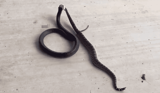 Parece que venenosas serpientes pelean, se acercan y descubren la horrible verdad [VIDEO]
