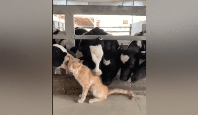 Desliza hacia la izquierda para ver más imágenes de la tierna escena protagonizada por unas cariñosas vacas y un felino. (Foto: captura)