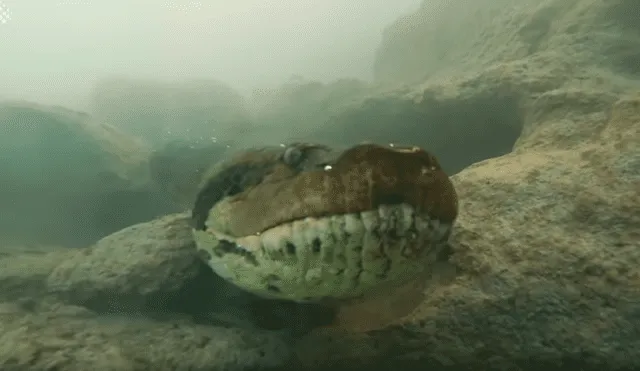 Intrépido buzo se encuentra con anaconda de 7 metros dentro de río y final paraliza las redes [VIDEO]