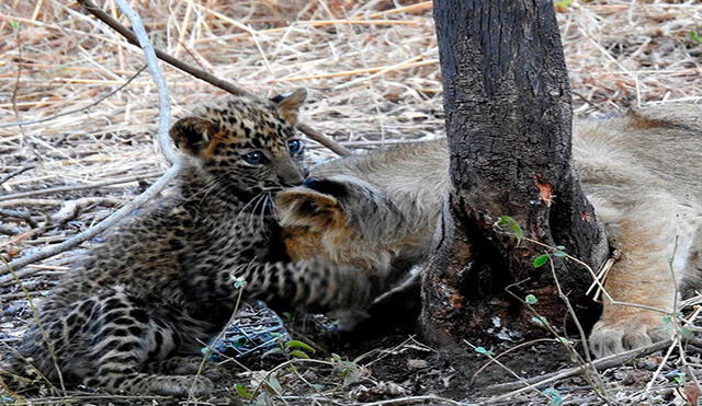 El cachorro de leopardo jugando con sus hermanos adoptivos. Foto: Dheeraj Mittal