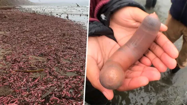 El hábitat natural de los ‘gusanos gordos posadero’ son los países de Japón, China y Corea, pero sufrieron los embates de la naturaleza y aparecieron en la playa Drake. (Foto: Facebook)