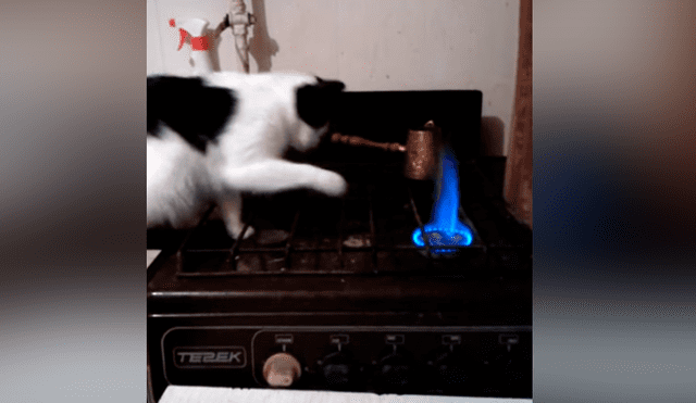 Travieso gato quema su pata en el fuego y tiene terrorífica reacción que asombró al mundo [VIDEO]