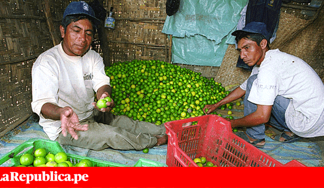 Precios de alimentos en el Mercado Mayorista de Lima para hoy 18 de febrero