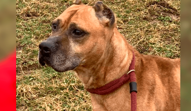 Perro espera desde hace 20 días a sus dueños que lo abandonaron en la puerta de su casa [FOTOS]